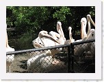 Dierentuin Burgers  Zoo 026 * 3648 x 2736 * (4.73MB)